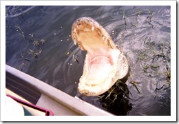 Aligator showing his teeth