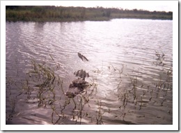 Everglades Bird