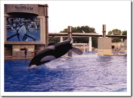 Shamu